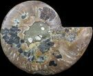 Ammonite Fossil (Half) - Million Years #42518-1